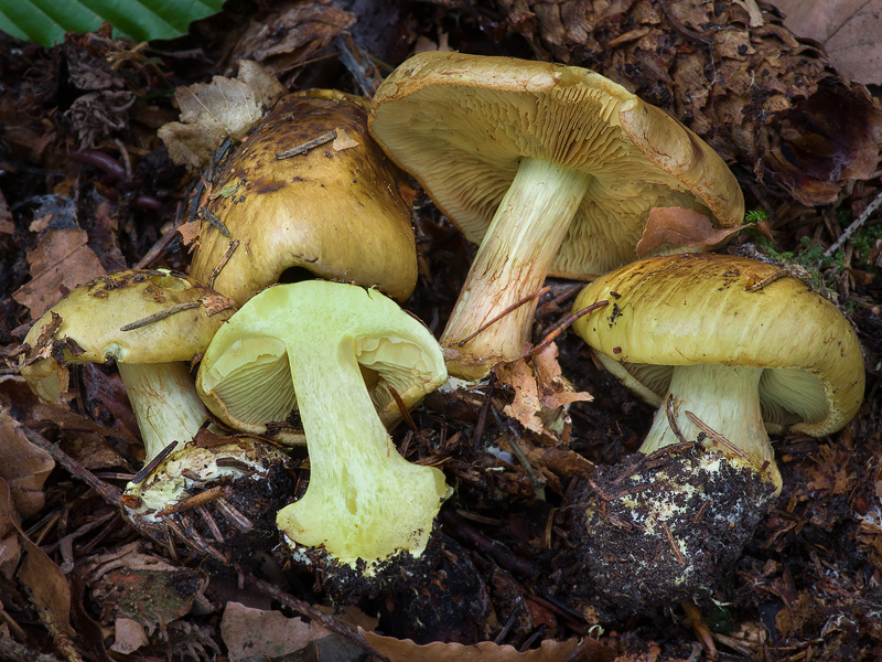 Cortinarius citrinus